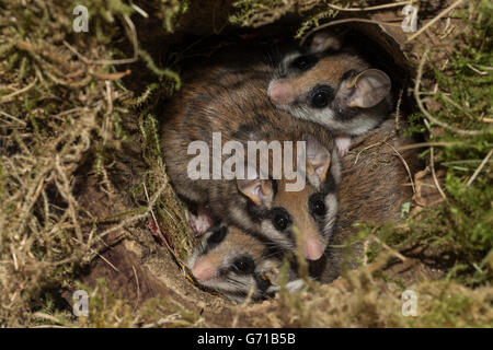 Gartenschläfer (Eliomys Quercinus), mit Jugendlichen im Nest, Europa Stockfoto