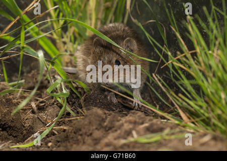 gemeinsamen Wühlmaus (Microtus Arvalis), Niedersachsen, Deutschland Stockfoto