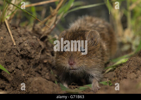 gemeinsamen Wühlmaus (Microtus Arvalis), Niedersachsen, Deutschland Stockfoto