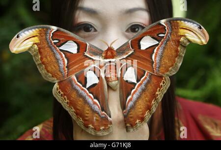 Die Sopranistin Hye-Youn Lee mit einem riesigen Atlasmotten bei Butterfly World in Edinburgh, Schottland, soll für die kommende Produktion von Madama Butterfly der Scottish Opera werben. Stockfoto