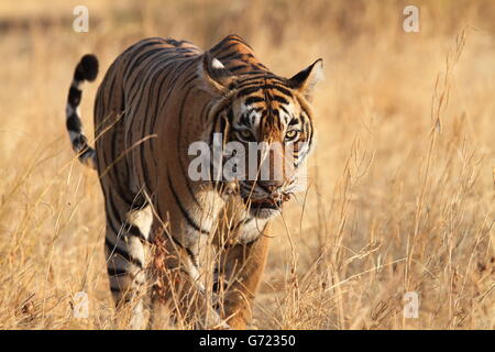 Royal Bengal Tiger Spaziergänge am Kopf Stockfoto