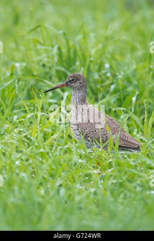 Rotschenkel (Tringa Totanus) stehen in Wiese mit Tautropfen, Emsland, Niedersachsen, Deutschland Stockfoto