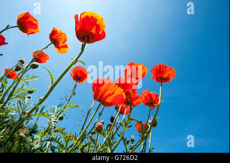 Mohn (Papaver Rhoeas) vor einem blauen Himmel, Sonderho, Fano island, Dänemark, Skandinavien, Europa Stockfoto