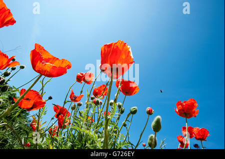 Mohn (Papaver Rhoeas) vor einem blauen Himmel, Sonderho, Fano island, Dänemark, Skandinavien, Europa Stockfoto