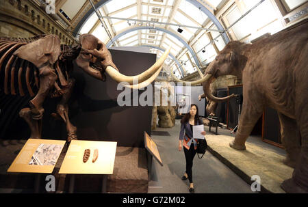 Die Mammuts: Ice Age Giants Ausstellung im National History Museum im Zentrum von London. Stockfoto