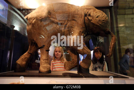 Ingrid Verwoerd, sieben (links), und Mao Ishiguro, acht (rechts), betrachten eine Ausstellung von Lyuba Woolly Mammoth in the Mammuts: Ice Age Giants im National History Museum im Zentrum von London. Stockfoto