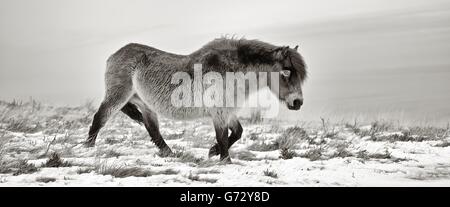 Ein Schwarzweißbild Panorama von einem Exmoor Pony durch Futter für Rasen in das düstere Hochmoor Wetter Schnee stapfen. Stockfoto