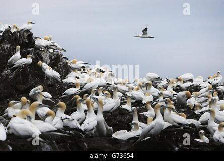 Tölpel während der Brutsaison auf Bass Rock, der größten Eininsel-Gannet-Kolonie der Welt, die im Firth of Forth vor der Küste Schottlands liegt. Stockfoto