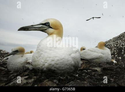 Tölpel während der Brutsaison auf Bass Rock, der größten Eininsel-Gannet-Kolonie der Welt, die im Firth of Forth vor der Küste Schottlands liegt. Stockfoto