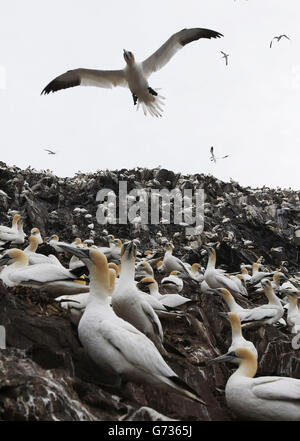 Tölpel während der Brutsaison auf Bass Rock, der größten Eininsel-Gannet-Kolonie der Welt, die im Firth of Forth vor der Küste Schottlands liegt. Stockfoto
