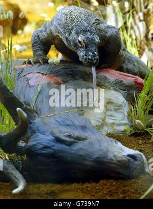 Komodo-Waran im Londoner zoo Stockfoto