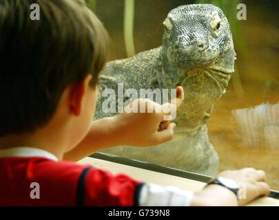 Komodo-Waran im Londoner zoo Stockfoto