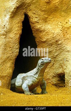 Komodo-Waran im Londoner zoo Stockfoto