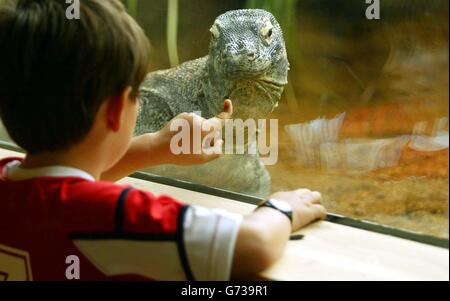 Der männliche Komodo Dragon Raja schaut sich sein neues Zuhause im Londoner Zoo an. Der Londoner Zoo hat die Drachen als Teil eines Naturschutzprogramms entworfen, das darauf abzielt, die Raubtiere zu schützen. Die Tierpfleger haben ein hochmodernes Lair für die gefährdeten Reptilien geschaffen, das es den Besuchern ermöglicht, über einen 20 Meter langen Glasschirm mit den Tieren von einem Auge zum anderen zu starren. Stockfoto