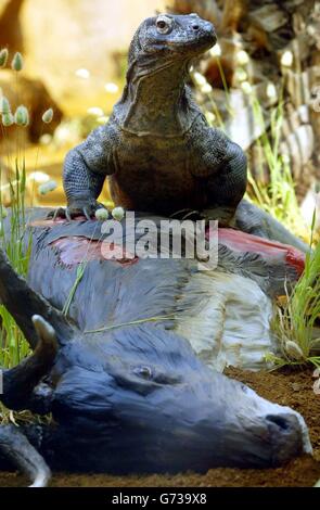 Der männliche Komodo Dragon Raja schaut sich sein neues Zuhause im Londoner Zoo an. Der Londoner Zoo hat die Drachen als Teil eines Naturschutzprogramms entworfen, das darauf abzielt, die Raubtiere zu schützen. Die Tierpfleger haben ein hochmodernes Lair für die gefährdeten Reptilien geschaffen, das es den Besuchern ermöglicht, über einen 20 Meter langen Glasschirm mit den Tieren von einem Auge zum anderen zu starren. Stockfoto