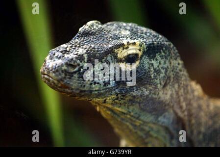 Komodo-Waran im Londoner zoo Stockfoto