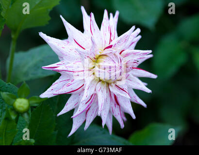 Rosa und gelbe Dahlie Blume in voller Blüte Nahaufnahme Stockfoto