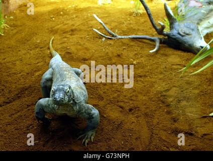 Komodo-Waran im Londoner zoo Stockfoto