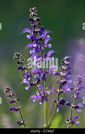 Wiesensalbei, Naturpark Obere Donau, Baden-Württemberg, Deutschland (Salvia Pratensis) Stockfoto