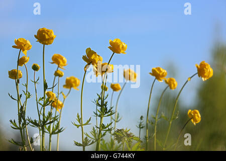 Trollblume, Irndorfer Hardt, Heuberg, Naturpark Obere Donau, Baden-Württemberg, Deutschland, (Trollblume Europaeus) Stockfoto