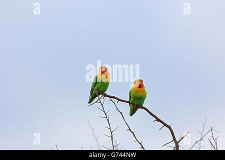 Fischers unzertrennliche, Serengeti, Tansania (Agapornis Fischeri) Stockfoto