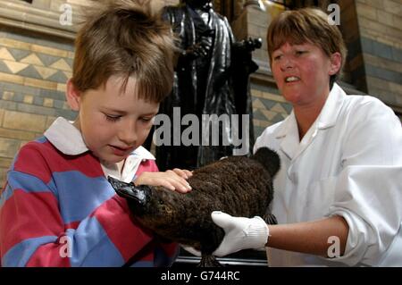 Theodore Stone, 8, wird von Lorraine Cornish, Senior Conservator im National History Museum, ein Entenschnabel-Schnabeltier gezeigt. Theodore ist der große, große, große, große Enkel des Museumsgründers Sir Richard Owen, der das Wort "Dinosaurier" prägte. Am 20. Juli 2004 wird im Museum eine Sonderausstellung eröffnet, um Owens außergewöhnlichen Beitrag zur Wissenschaft und zum öffentlichen Lernen zu zeigen. Stockfoto