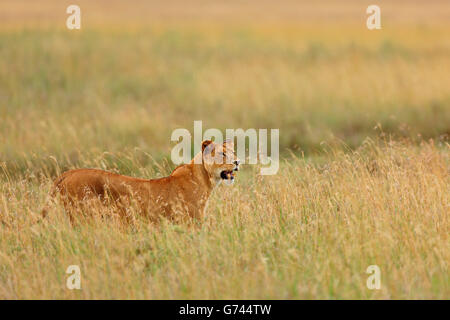 Afrikanischer Löwe, Löwin, Tansania, Afrika (Panthera Leo) Stockfoto