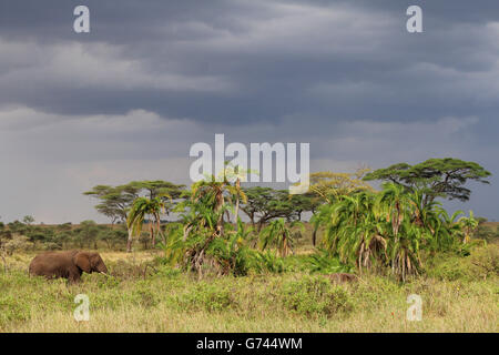 Afrikanische Elefanten, Tansania (Loxodonta Africana) Stockfoto