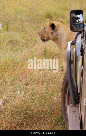 afrikanischer Löwe, Auto, Ngorongoro Krater, Tansania, Afrika (Panthera Leo) Stockfoto