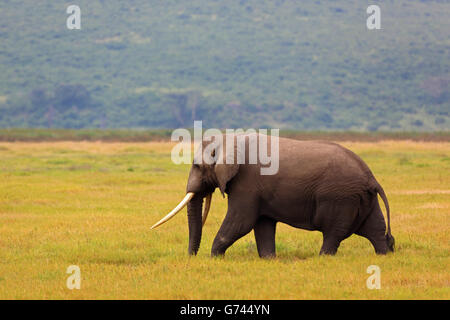 Afrikanischer Elefant, Ngorongoro Krater, Tansania, Afrika (Loxodonta Africana) Stockfoto