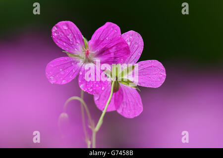 Sumpf Cranebill, Deutschland (Geranium Palustre) Stockfoto