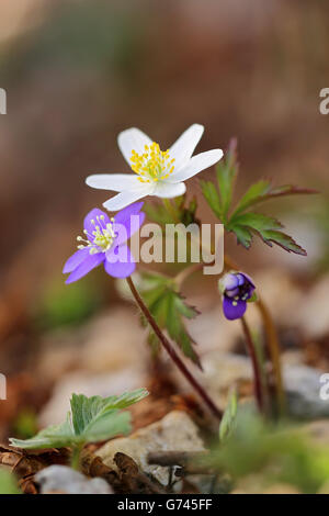 Busch-Windroeschen, (Anemone Nemorosa) Dreilappiges Leberbluemchen (Hepatica Nobilis) Fruehjahr Fruehling, Baden-Württemberg, Deutschland Stockfoto