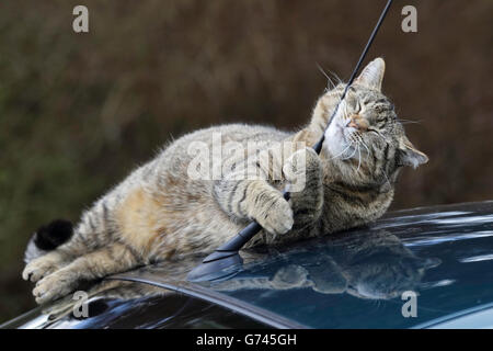 Hauskatze auf Autodach, Deutschland Stockfoto