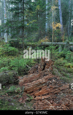 Holzzerfall, Bannwald, Pfrunger-Burgweiler Ried, Deutschland Stockfoto