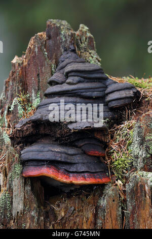 Rotrandiger Baumschwamm (Fomitopsis Pinicola), Bannwald, Pfrunger-Burgweiler Ried, Baden-Württemberg, Deutschland Stockfoto