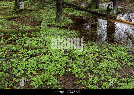 Waldsauerklee (Oxalis Acetosella) Adlerfarn, Bannwald, Schutzwald, Waldschutzgebiet, Pfrunger-Burgweiler Ried, Baden-Württemberg, Deutschland Stockfoto