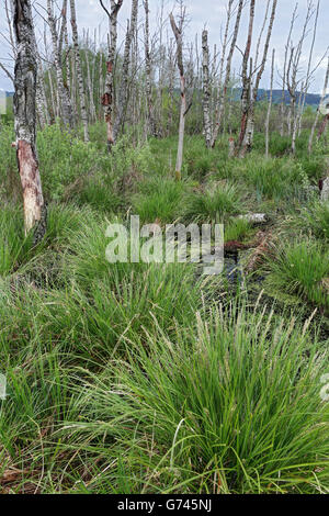 Birkenwald, Seggen (Carex) Bannwald, Schutzwald, Waldschutzgebiet, Moorwasser, Pfrunger-Burgweiler Ried, Baden-Württemberg, Deutschland Stockfoto