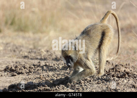 Pavian, (Papio Cynocephalus), South Luangwa-Nationalpark, Sambia, Afrika Stockfoto