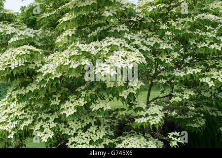 Cornus Kousa "John Slocock". Hartriegel Baum in Blüte Stockfoto