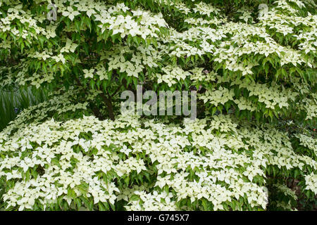 Cornus Kousa "John Slocock". Hartriegel Baum in Blüte Stockfoto