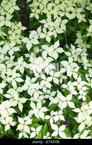 Cornus Kousa "John Slocock". Hartriegel Baum in Blüte Stockfoto