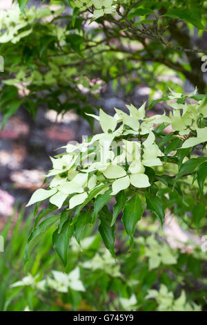 Cornus Kousa "John Slocock". Hartriegel Baum in Blüte Stockfoto