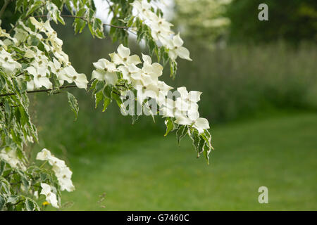 Cornus Kousa Samariter. Samariter chinesischen Hartriegel Baum in Blüte Stockfoto