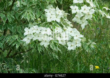 Cornus Kousa Samariter. Samariter chinesischen Hartriegel Baum in Blüte Stockfoto