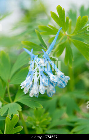 Corydalis Flexuosa X elata 'Craigton Blue' Blume Stockfoto