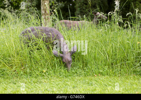 Hirsch Skulptur lange Gras in einem Cotswold Garten. Cotswolds, England Stockfoto