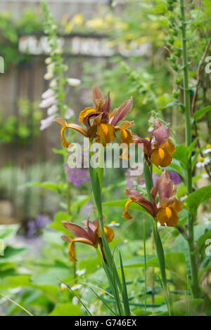 Holländische Iris Blumen in einem Cotswold Cottage-Garten. Cotswolds, England Stockfoto