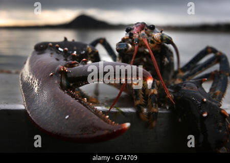 Ein Hummer, da schottische Küstenfischer vor der Ostküste Schottlands in der Nähe von Bass Rock arbeiten. Stockfoto