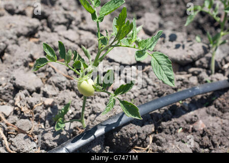 Junge Tomatenpflanze wächst mit Tröpfchenbewässerung bei Vegas Altas del Guadiana, Spanien. Beispiel für Sustentable Landwirtschaft sh Stockfoto