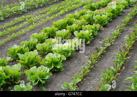 Salat und rote Beete-Jungpflanzen in Reihen gepflanzt in einem Gemüsegarten Stockfoto